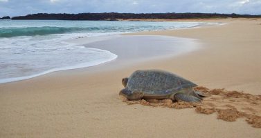 Green turtle, Ascension Island
